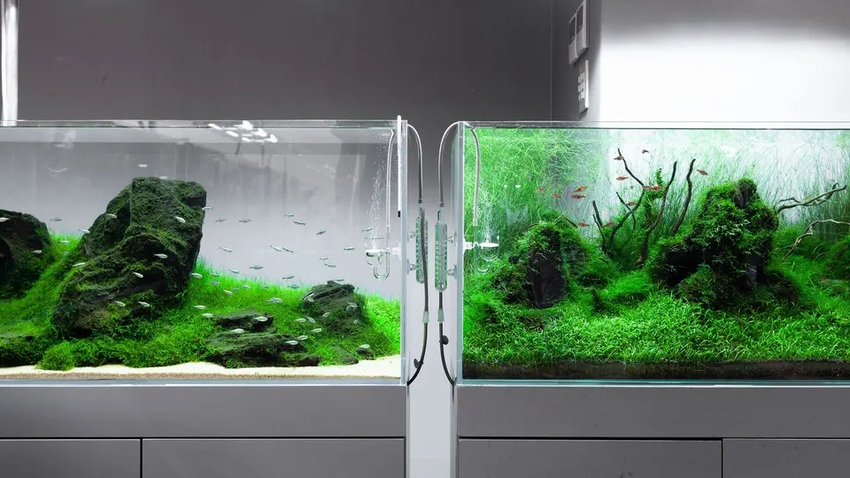 CO2 w akwarium w praktyce