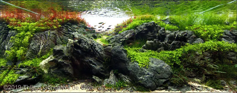 AGA 2019, zwycięzca: Aquatic Garden (akwarium roślinne) 60–120L – Thiago Goncalves de Oliveira