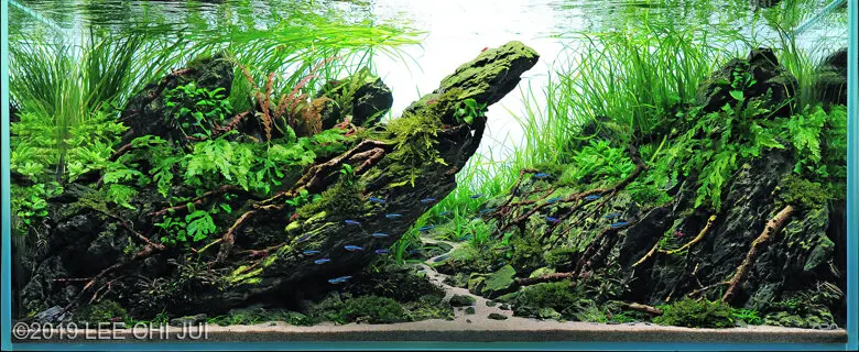 AGA 2019, zwycięzca: Aquatic Garden (akwarium roślinne) 120–200L – LEE CHI JUI