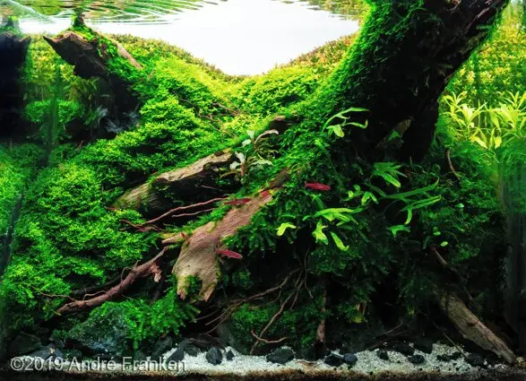 AGA 2019, zwycięzca: Aquatic Garden (akwarium roślinne) <28L – André Franken