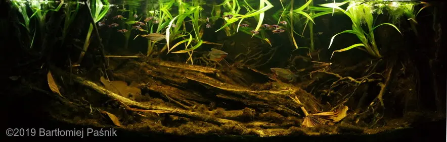 AGA 2019: „Peat swamp forest in Selangor, Malaysia” – Bartłomiej Paśnik