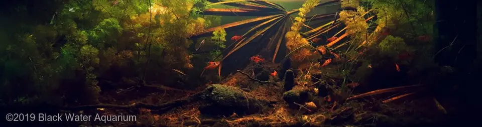 AGA 2019: „Morichales in Rio Morichal Largo” – Black Water Aquarium