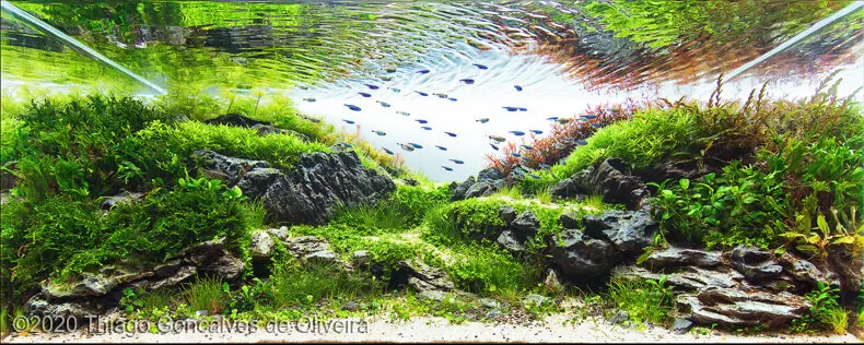 AGA 2020, zwycięzca: Aquatic Garden (akwarium roślinne) 80–160L – Thiago Goncalves de Oliveira