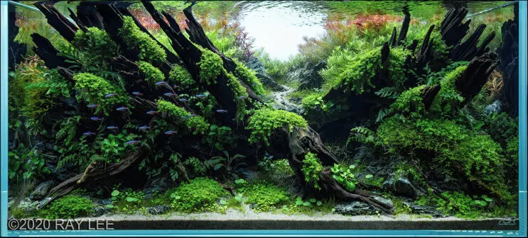 AGA 2020, zwycięzca: Aquatic Garden (akwarium roślinne) 160–220L – LEE CHI JUI