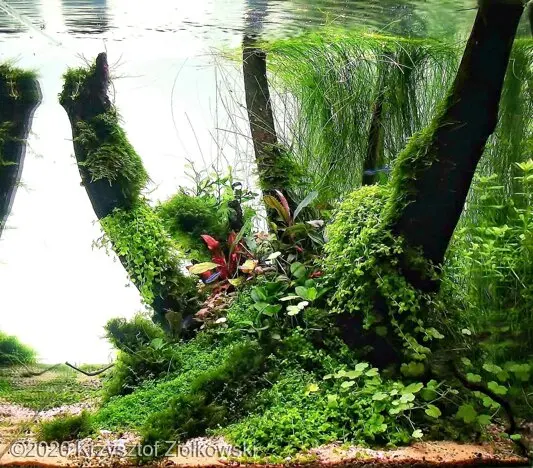 AGA 2020: „Island” – Krzysztof Ziółkowski