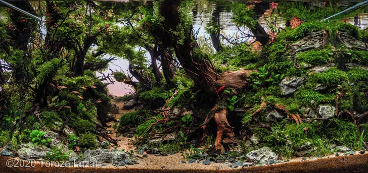 AGA 2020, zwycięzca: Aquatic Garden (akwarium roślinne) 55–80L – Tereza Lazar