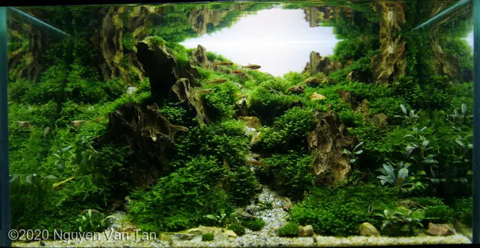 AGA 2020, zwycięzca: Aquatic Garden (akwarium roślinne) <28L – Nguyen Van Tan