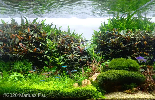 AGA 2020: „Little jungle” – Mariusz Psuj