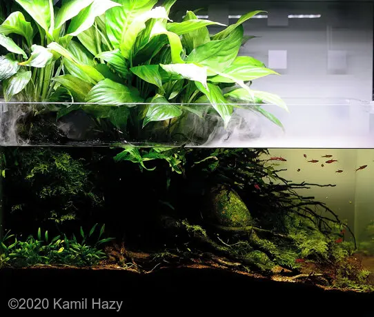 AGA 2020: „Stream bank in Asia” – Kamil Hazy