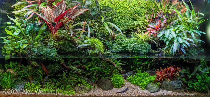 AGA 2020, zwycięzca: Paludarium – Nicholas Kinser