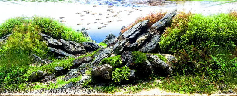 AGA 2021, zwycięzca: Aquatic Garden (akwarium roślinne) 80–162L – Thiago Goncalves de Oliveira