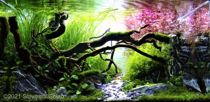AGA 2021: „Red-green nature” – Sławomir Gołąb