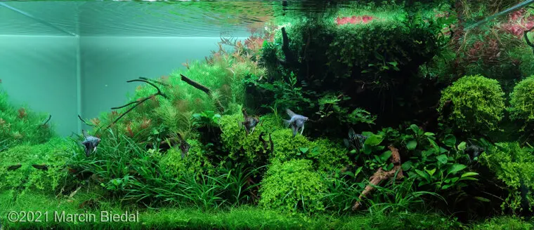 AGA 2021: „The Paradise” – Marcin Biedal