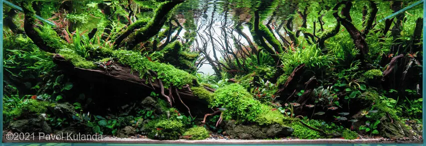 AGA 2021, zwycięzca: Aquatic Garden (akwarium roślinne) >320L – Pavol Kulanda