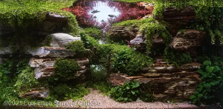AGA 2021, zwycięzca: Aquatic Garden (akwarium roślinne) 28–55L – Luis Filipe Samora Cardoso
