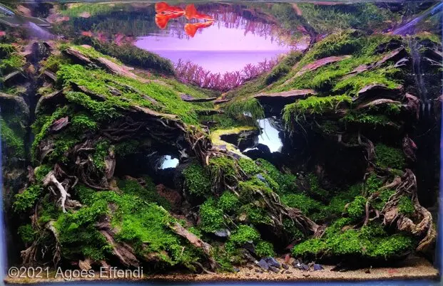 AGA 2021, zwycięzca: Aquatic Garden (akwarium roślinne) <28L – Agoes Effendi