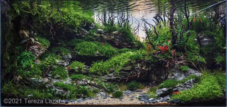 AGA 2021, zwycięzca: Aquatic Garden (akwarium roślinne) 55–80L – Tereza Lazar