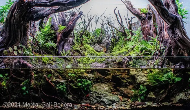 AGA 2021, zwycięzca: Paludarium – Marçal Galí Bohera