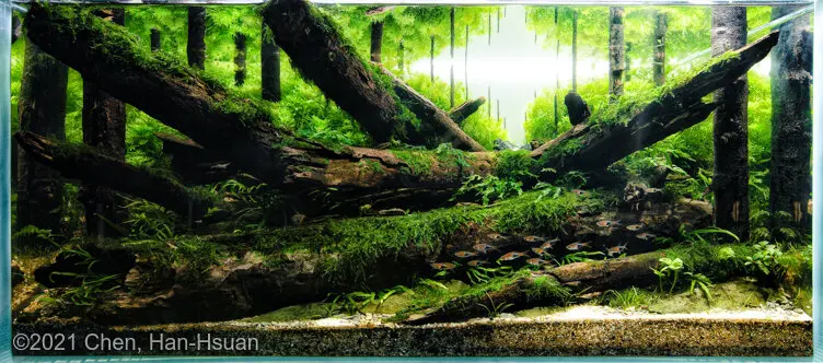 AGA 2021, zwycięzca: Aquatic Garden (akwarium roślinne) 162–220L – Chen, Han-Hsuan