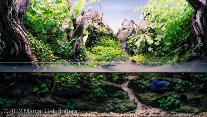 AGA 2022, zwycięzca: Paludarium – Marçal Gali Bohera