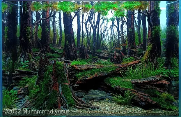 AGA 2022, zwycięzca: Aquatic Garden (akwarium roślinne) 28–55L – Muhammad yusuf
