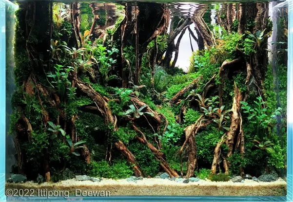 AGA 2022, zwycięzca: Aquatic Garden (akwarium roślinne) <28L – Ittipong  Deewan