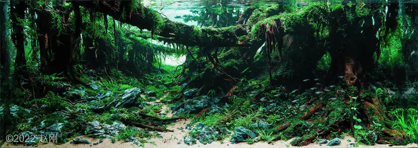 AGA 2022, zwycięzca: Aquatic Garden (akwarium roślinne) >320L – 赵刚
