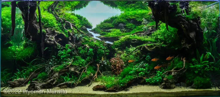 AGA 2022, zwycięzca: Aquatic Garden (akwarium roślinne) 80–162L – Inyoman Marwita