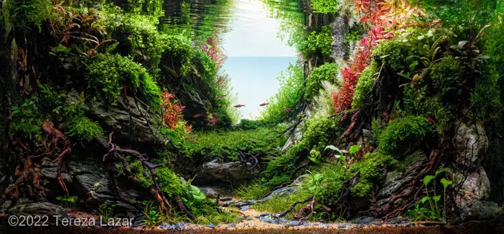 AGA 2022, zwycięzca: Aquatic Garden (akwarium roślinne) 55–80L – Tereza Lazar