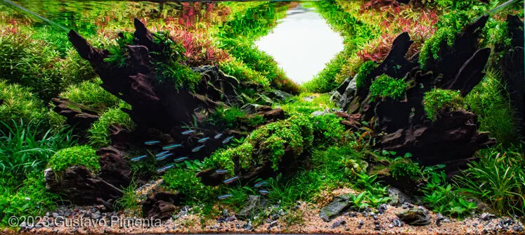 AGA 2023, zwycięzca: Aquatic Garden (akwarium roślinne) 55–80L – Gustavo Pimenta