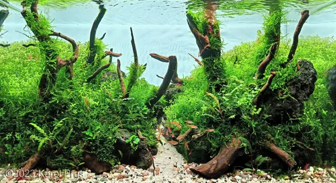 AGA 2023: „The Ancient Forest” – Karol Prus