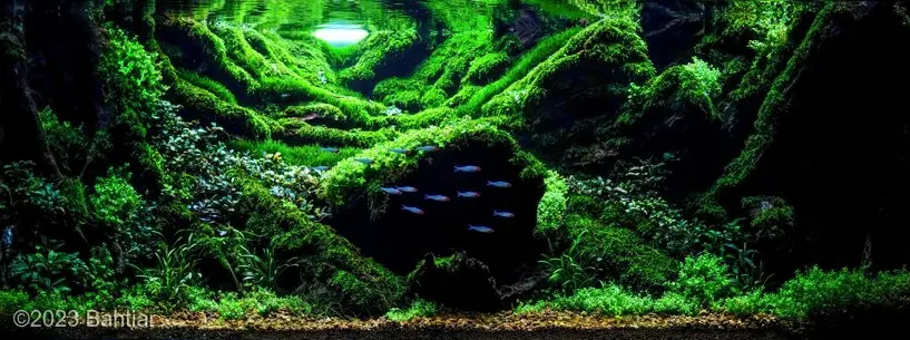 AGA 2023, zwycięzca: Aquatic Garden (akwarium roślinne) 162–220L – Bahtiar