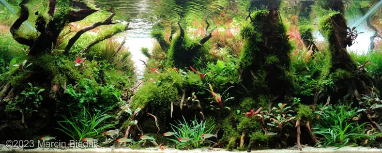 AGA 2023: „Into The Fangorn” – Marcin Biedal