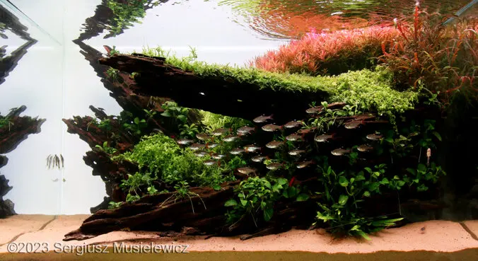 AGA 2023: „A piece of nature” – Sergiusz Musielewicz