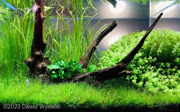 AGA 2023: „The Calm” – Dawid Wycislik