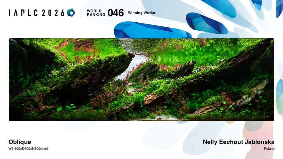 IAPLC 2026 – najlepsza polska praca: Nelly Eechout Jablonska