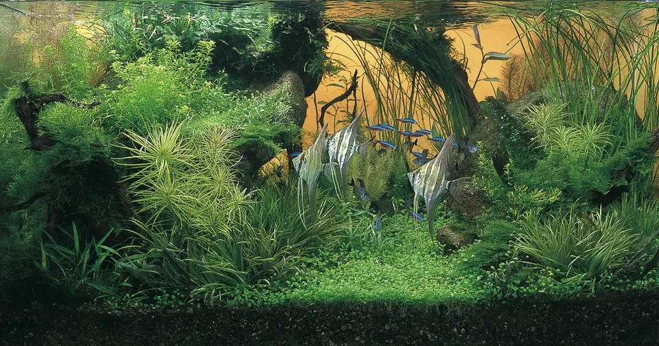Grand Prize IAPLC 2001 – Mitsuhiro Machida