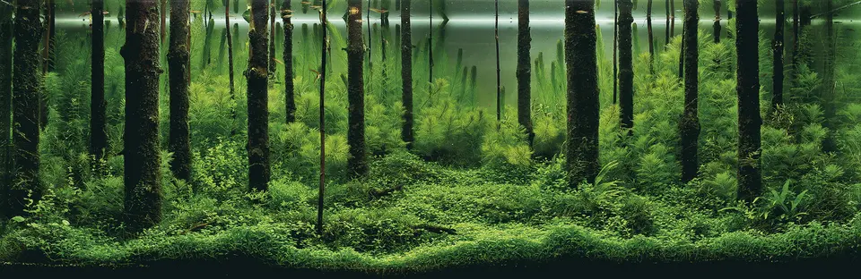 Grand Prize IAPLC 2010 – Pavel Bautin