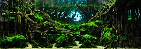 Grand Prize IAPLC 2015 – Takayuki Fukada