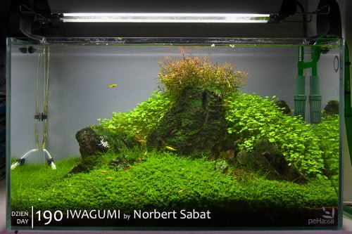 Iwagumi by Norbert Sabat - Day 190