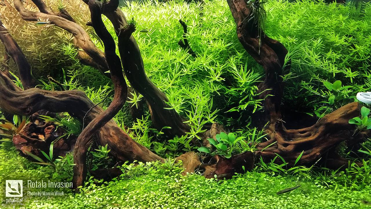 Rotala sp green