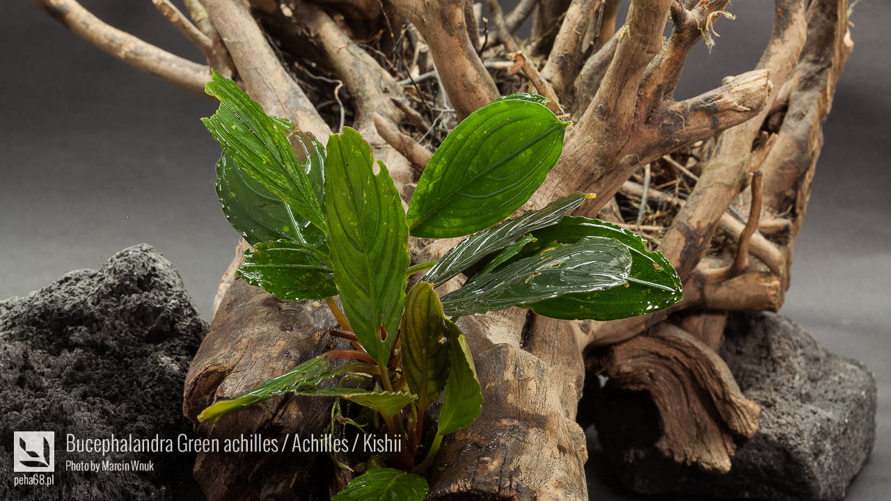 Bucephalandra Green achilles - Achilles - Kishii
