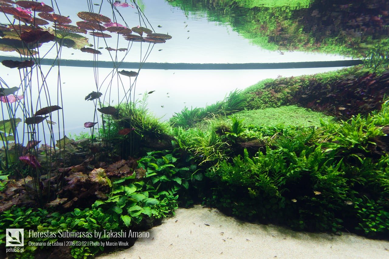 Forest Underwater by Takashi Amano (Florestas Submersas)