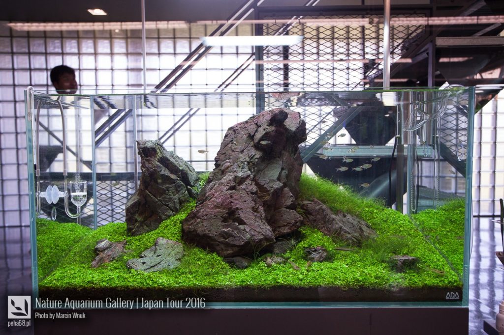 nature-aquarium-gallery-145