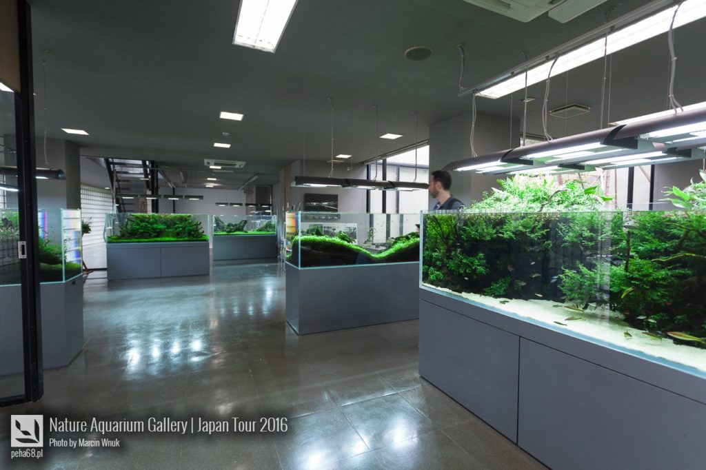 nature-aquarium-gallery-249