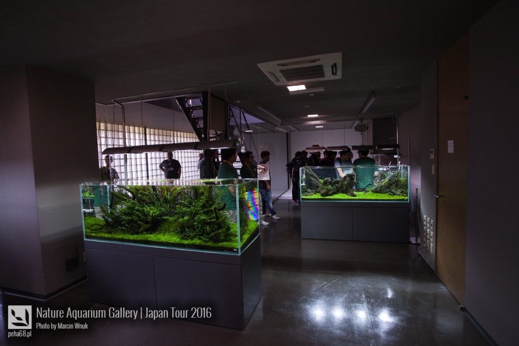 nature-aquarium-gallery-259