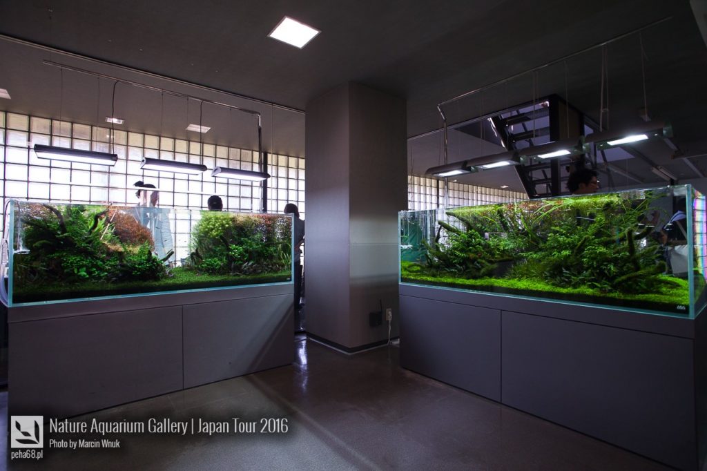 nature-aquarium-gallery-269