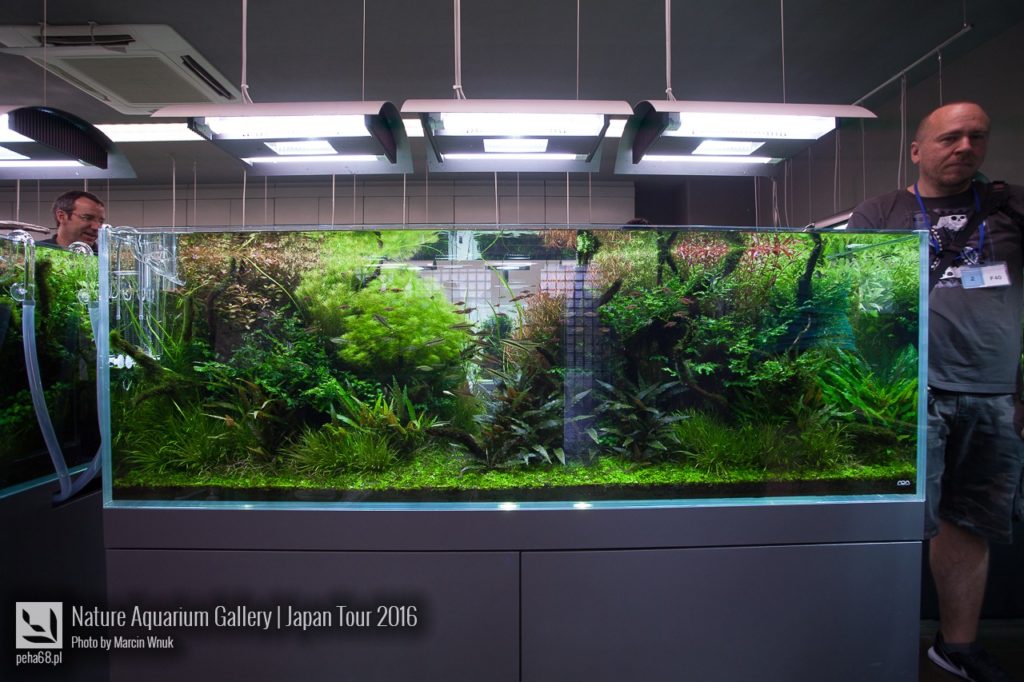 nature-aquarium-gallery-279