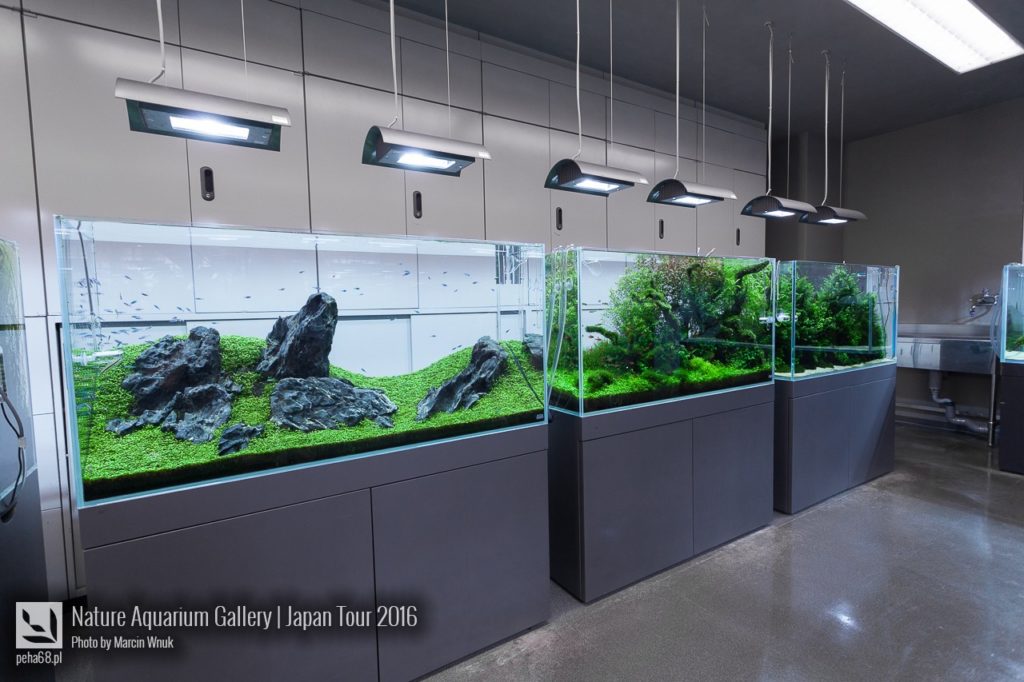 nature-aquarium-gallery-298