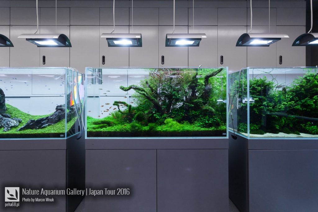 nature-aquarium-gallery-299